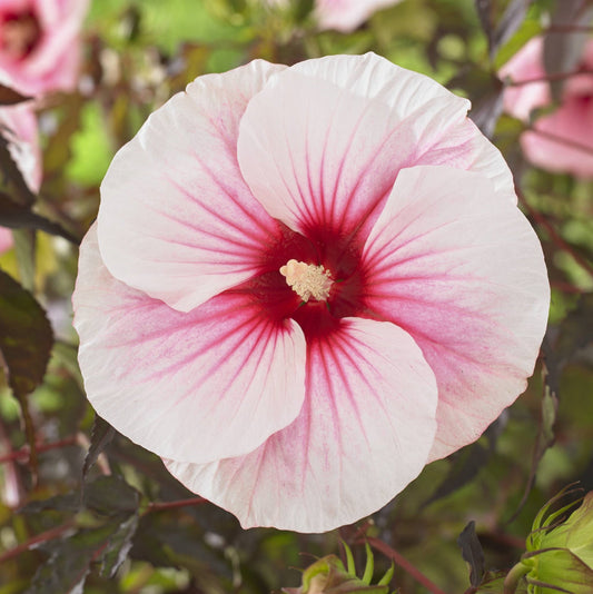 XXL Riesenhibiskus ‘Carousel Pink Candy’ – Hibiscus moscheutos | Winterharte Staudenhibiskus-Pflanze mit großen rosa Blüten