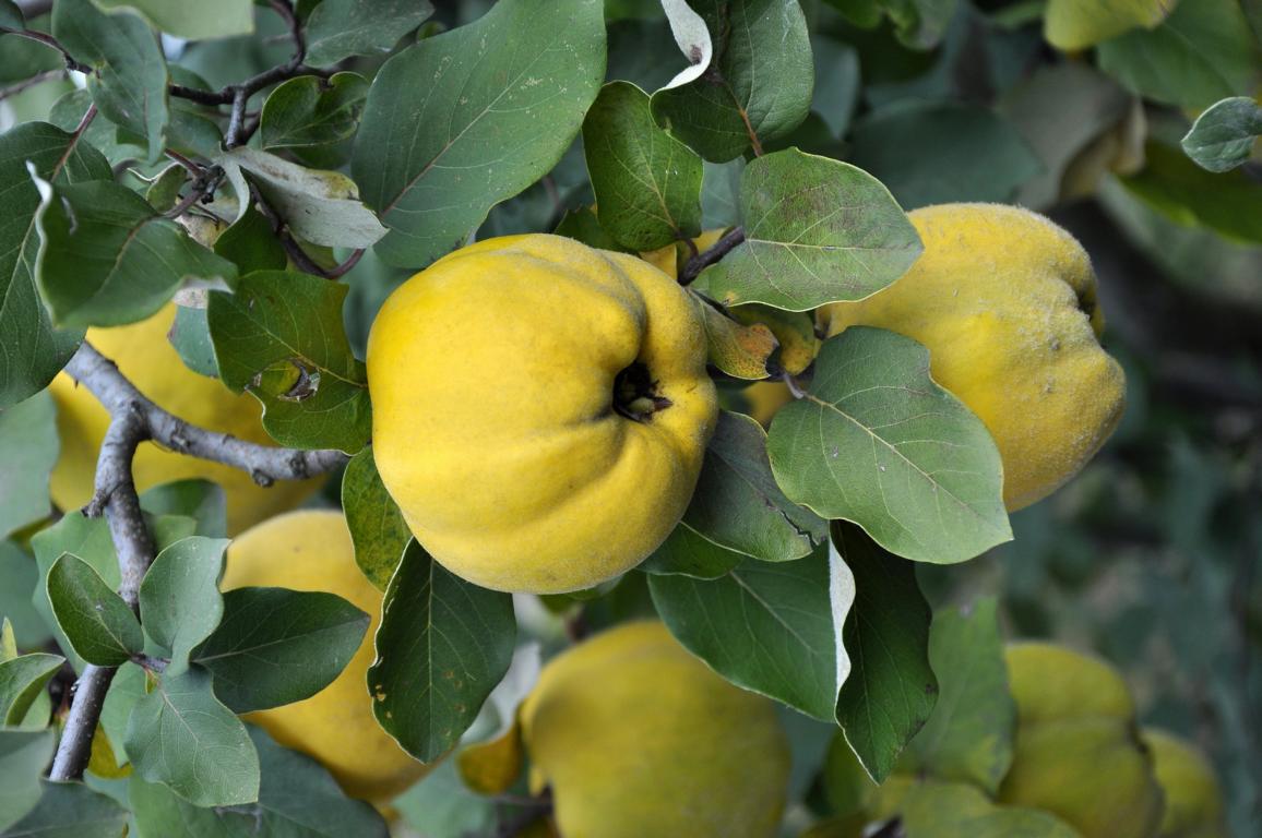 Quitte Cydonia oblonga 'Leskovacka' – Große Serbische Birnenquitte, 160–200 cm Hoch, Obstbaum im Container