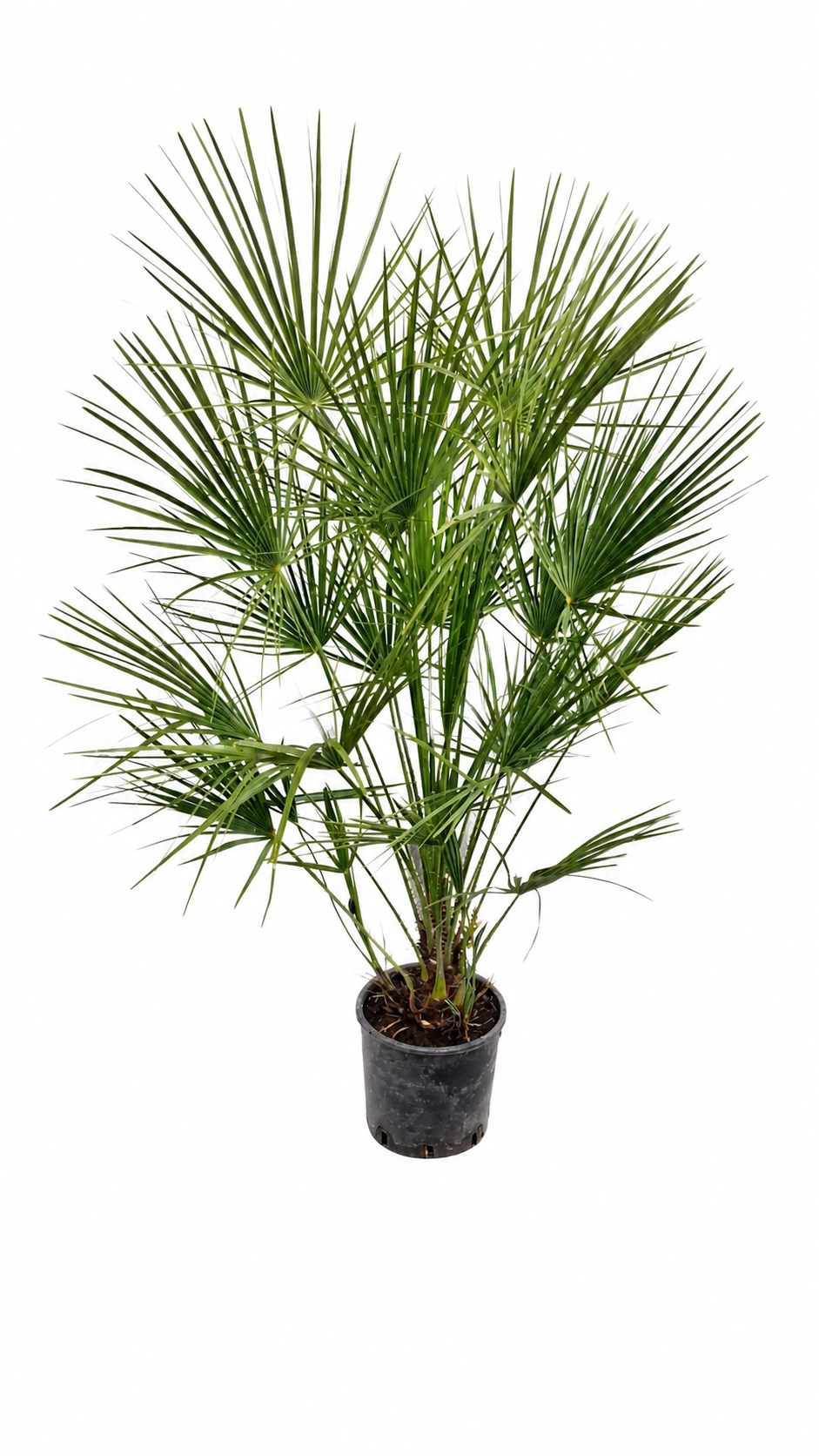 Zwergpalme 130–160 cm – Europäische Zwergpalme Chamaerops humilis winterhart Palme Garten Terrasse mediterran