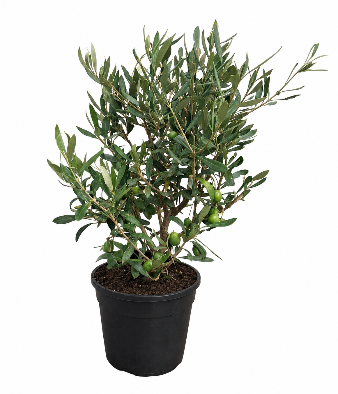Olivenbaum Busch (Olea europaea) ca. 50 cm – Echter Olivenbaum, Mediterrane Kübelpflanze für Balkon, Terrasse, Wintergarten & Garten