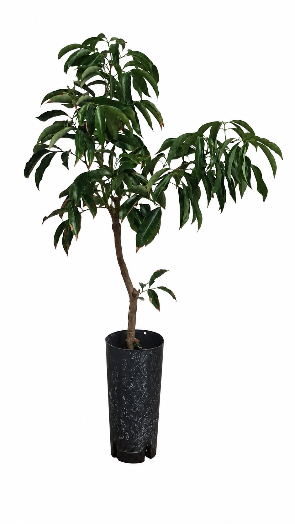 Litschi Kwai Mai Pink (Litchi chinensis Kwai Mai Pink) – Litschibaum, Lychee Pflanze, exotischer Obstbaum, immergrüne Kübelpflanze