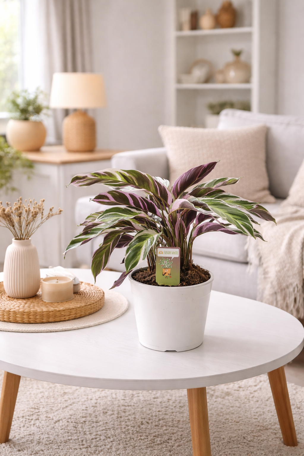 Calathea Fusion White 40-60 cm - Korbmarante - Grünpflanze - Zimmerpflanze - Haustierfreundlich