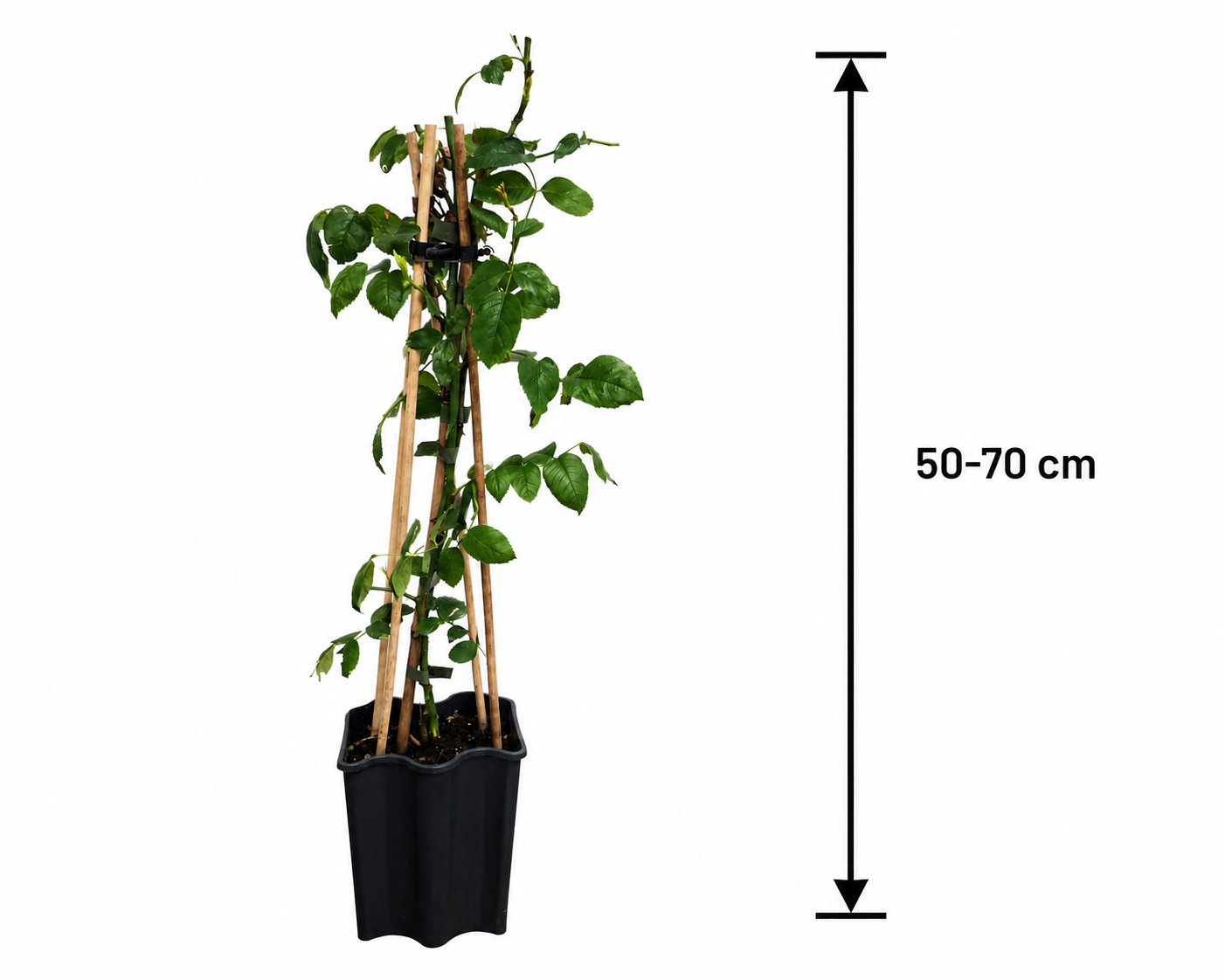 Rosa Orange Climber Kletterrose 50-70 cm – Duftende Edel-Kletterrose in Rosa-Orange | Winterharte Rose für Rankgitter, Pergola & Garten