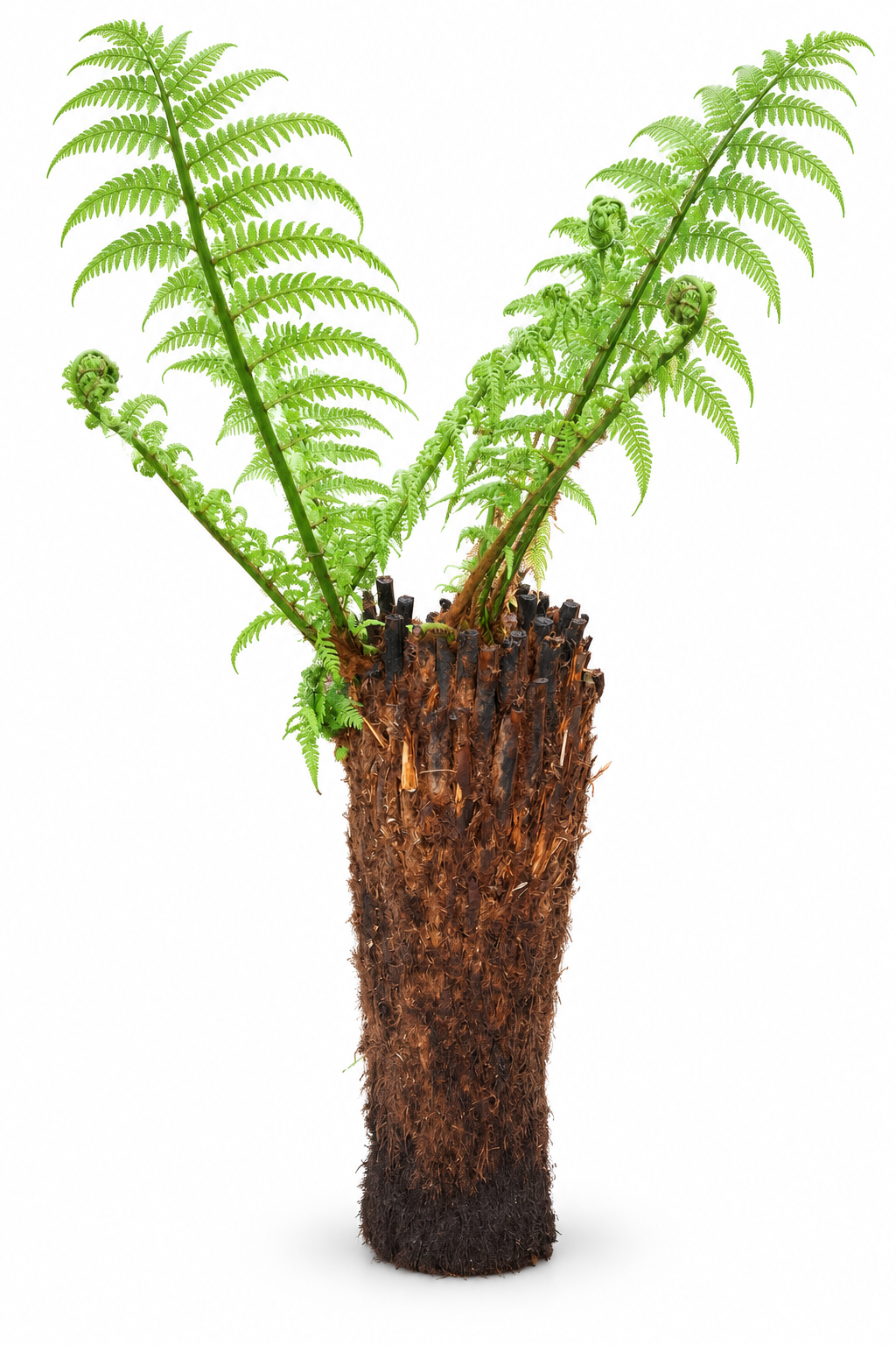 Baumfarn Dicksonia antarctica mit 60 cm Stamm – Australischer Taschenfarn für Kübel und Wintergarten
