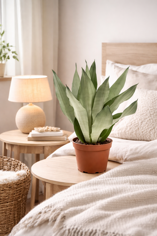 Sansevieria Moonshine ca 50 cm Bogenhanf Zimmerpflanze Schwiegermutterzunge pflegeleicht luftreinigend