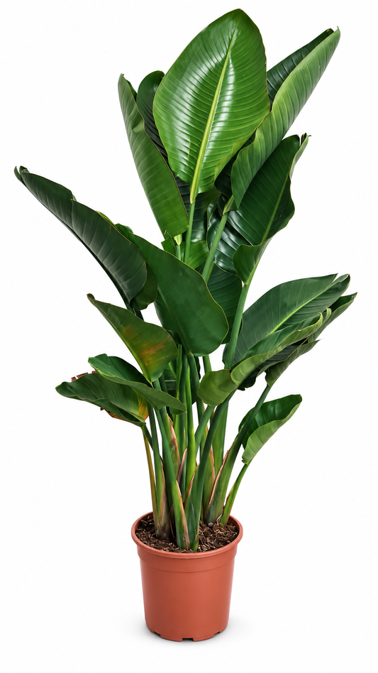Strelitzia augusta 130–150 cm – Weiße Paradiesvogelblume, große Zimmerpflanze für Wohnzimmer & Wintergarten