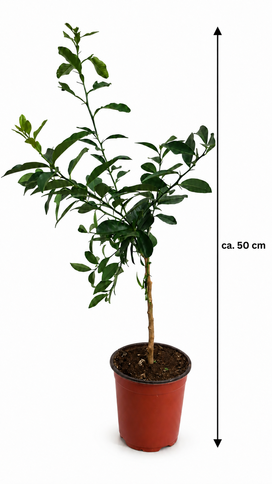 Arcobal Regenbogen-Orange als Stämmchen ca. 50 cm – Citrus sinensis, außergewöhnliche Zitruspflanze für Balkon und Terrasse