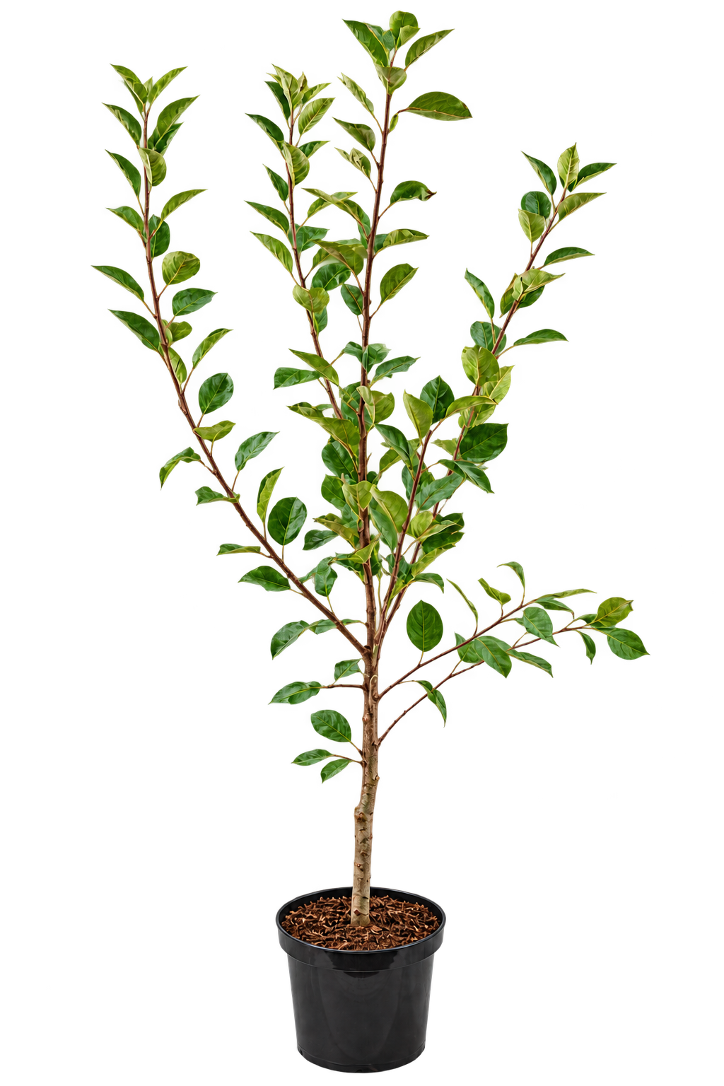 Malus domestica ‘Summerred’ 100–120 cm – Sommerapfel, früh reifender Apfelbaum mit rot-gelben Früchten