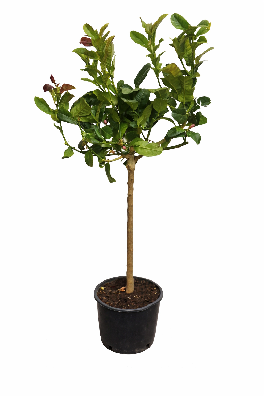 Buddhas Hand Zitrone (Citrus medica) – Exotische Zitruspflanze, 130-170 cm  Duftende Seltenheit für Ihren Garten