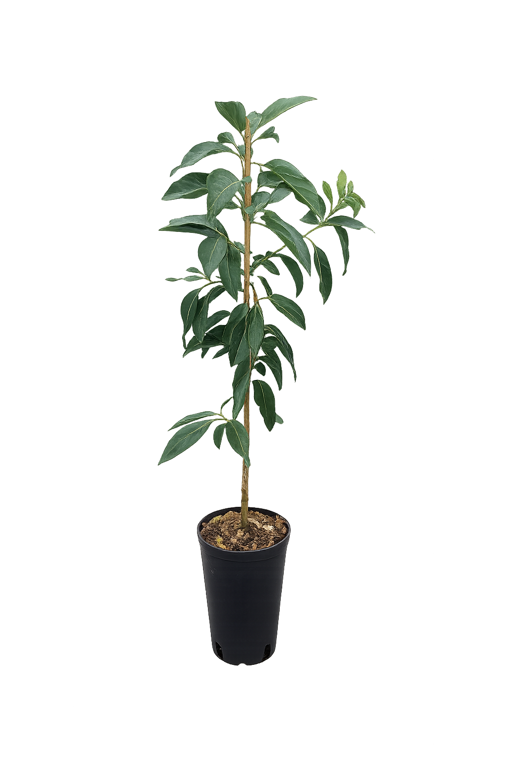 Avocadopflanze Ettinger 130–160 cm | Echter Avocadobaum im Topf, Zimmerpflanze & Kübelpflanze