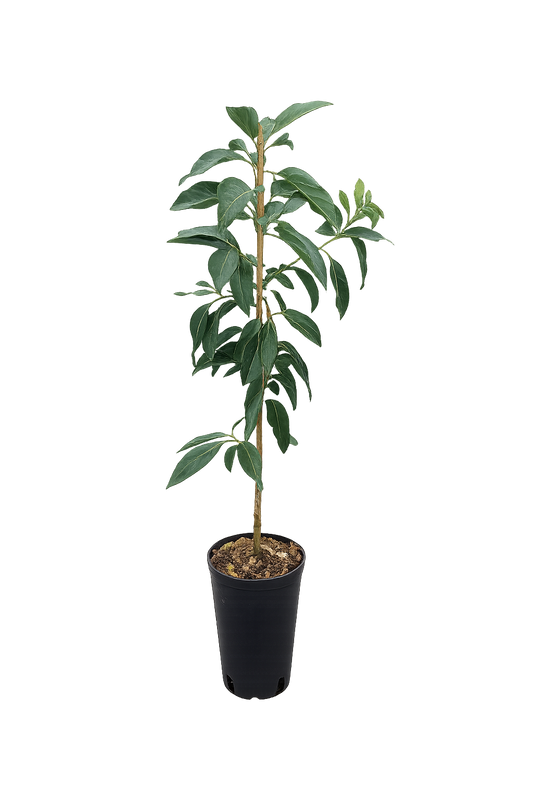 Avocadopflanze „Fuerte“ – Echter Avocadobaum ca. 130–160 cm Höhe im Topf | Avocado Pflanze für Zuhause & Garten