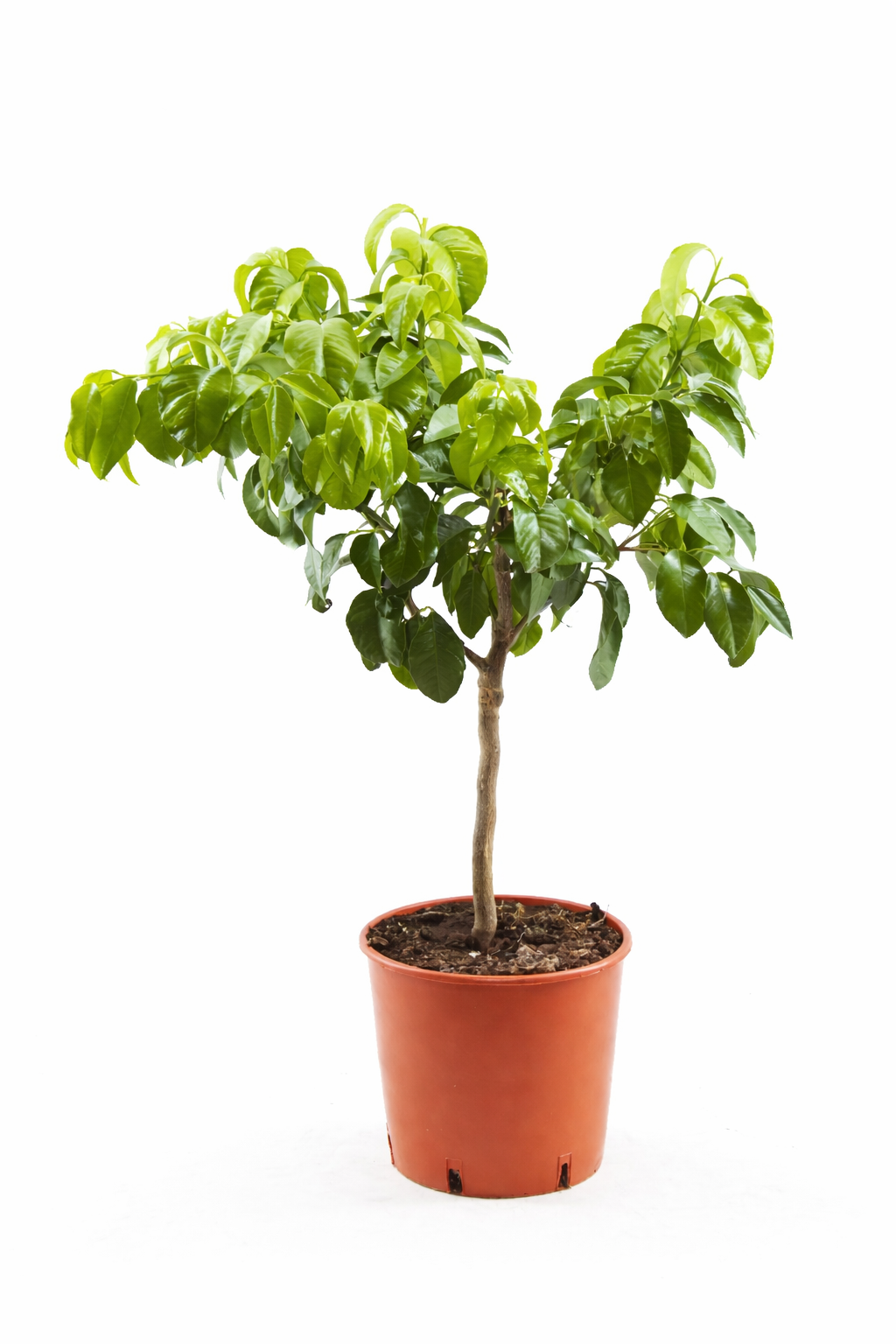 Bergamotte Pflanze 70–100 cm – Citrus Bergamia Fantastico – Echte  Bergamotte Zitruspflanze Duftpflanze für Tee & Aromatherapie