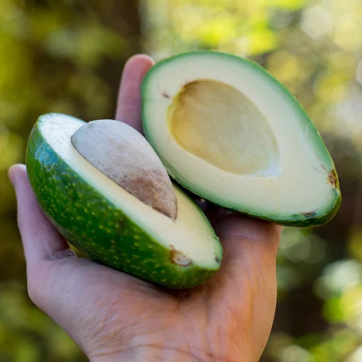 Avocadopflanze Ettinger 130–160 cm | Echter Avocadobaum im Topf, Zimmerpflanze & Kübelpflanze
