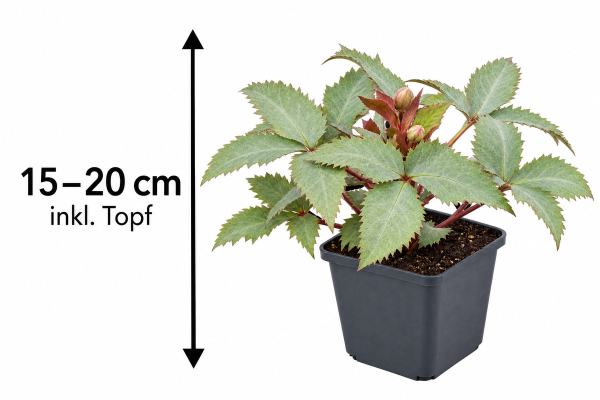 Helleborus × sternii ‘Silver Dollar’ – Nieswurz mit silbrigem Laub, immergrüne Blütenstaude für Garten & Kübel – 15–20 cm inkl. Topf