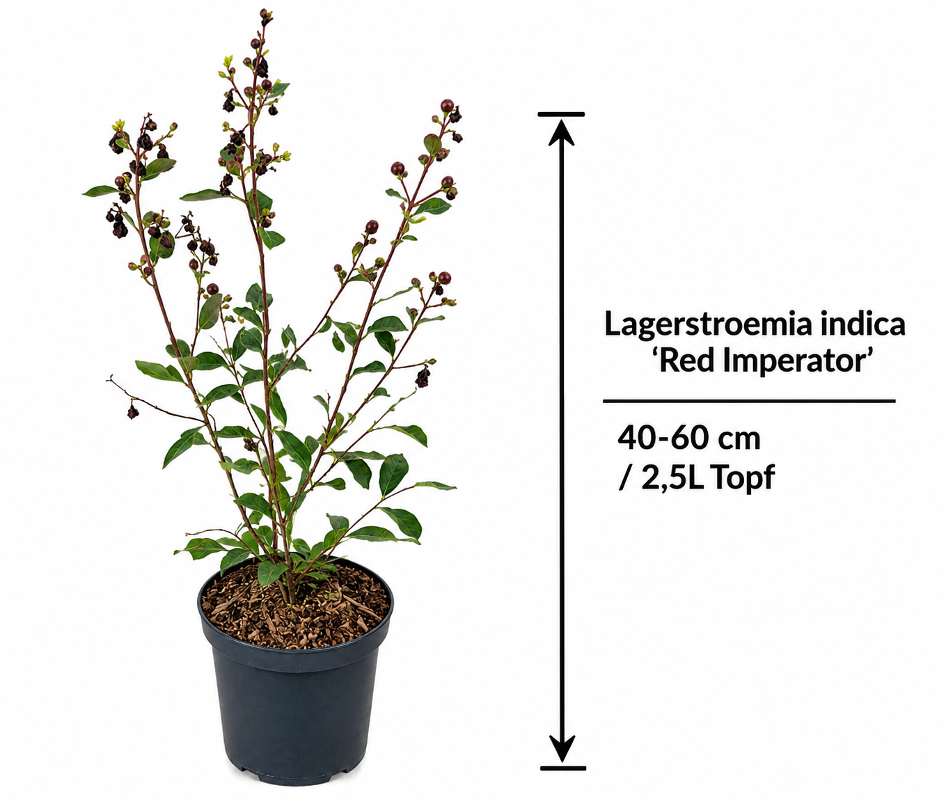 Lagerstroemia indica Red Imperator 40–60 cm – Rote Kreppmyrte – Flieder des Südens für Garten, Kübel und Terrasse