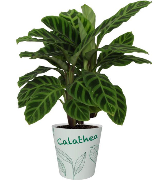 Calathea Zebrina ca. 40 cm Exotische Zimmerpflanze mit auffälligem Zebramuster