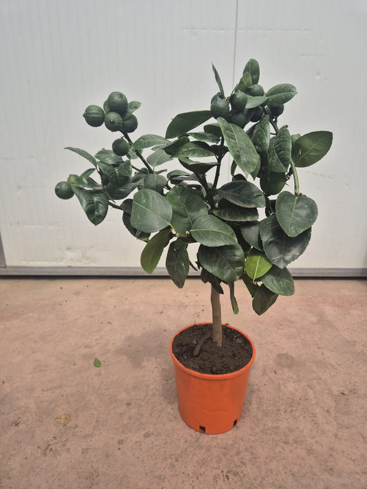 Orangenbaum Stämmchen 50–60 cm – Citrus Pflanze im Topf, dekoratives Zitrusbäumchen für Balkon, Terrasse & Wohnzimmer