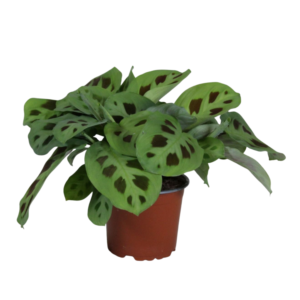 Maranta leuconeura Kerchoveana" 30 cm ZELENÁ Maranta - Maranta - Arrowroot