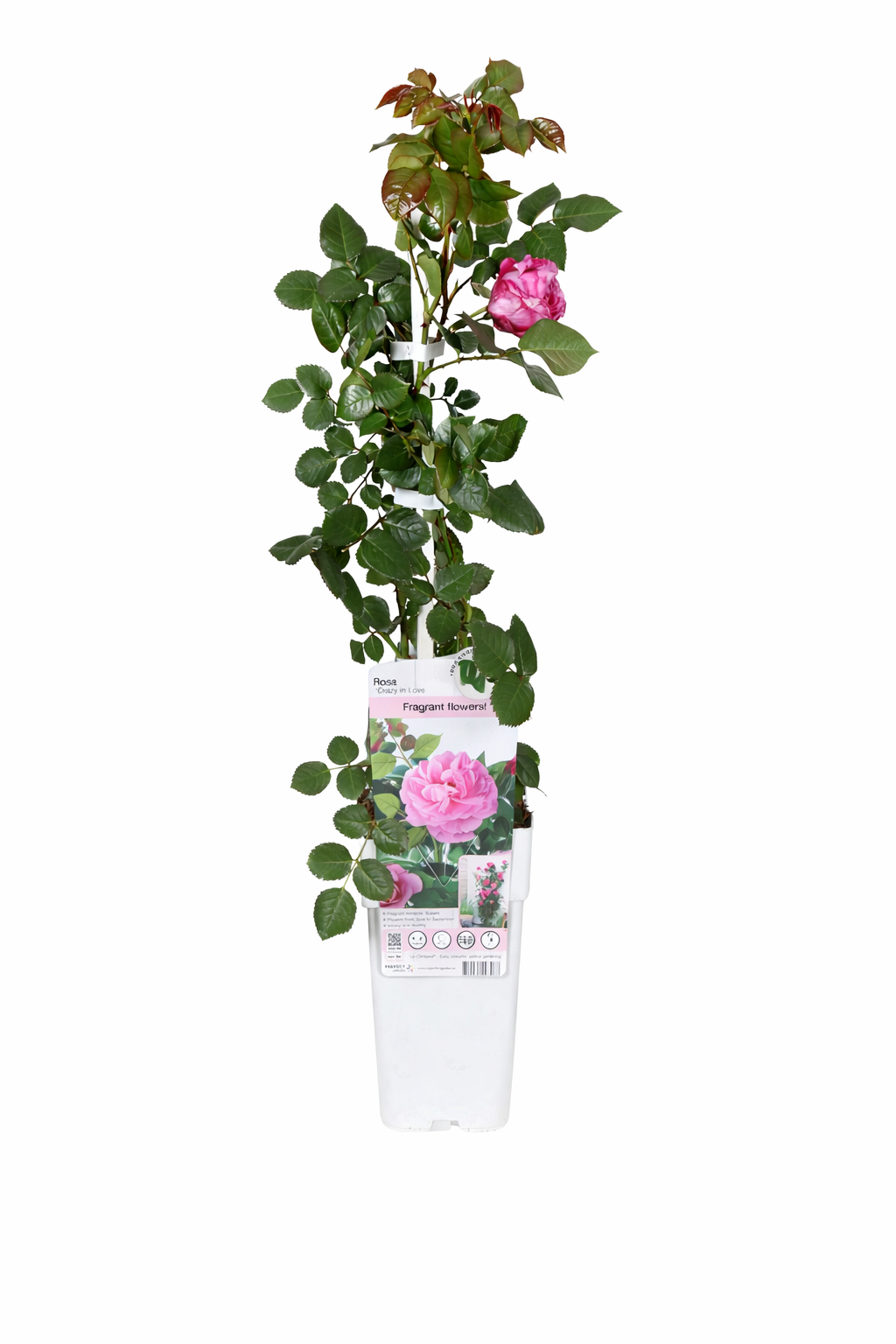 Kletterrose Rosa Crazy in Love Pink 50-70 cm Edelrose rosa blühend winterhart duftend Gartenrose Rankrose