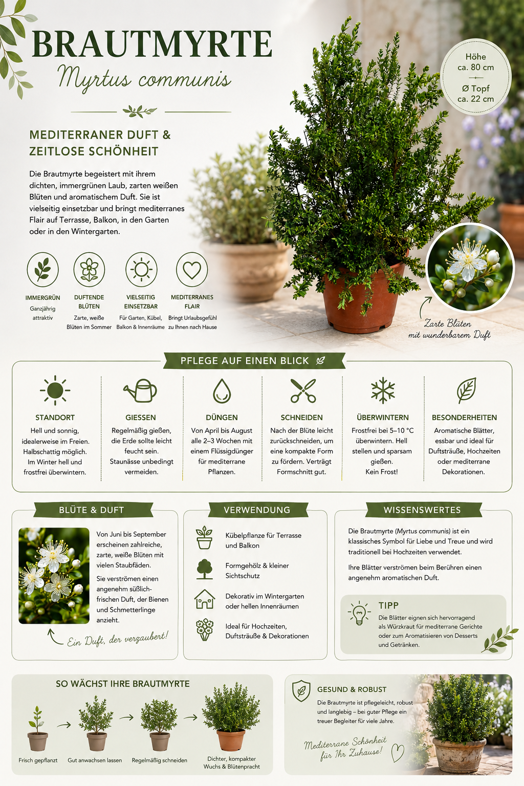 Myrtus communis Busch ca. 80 cm – Echte Brautmyrte – Duftmyrte – Mediterrane Myrte – immergrüne Kübelpflanze für Garten, Balkon & Terrasse