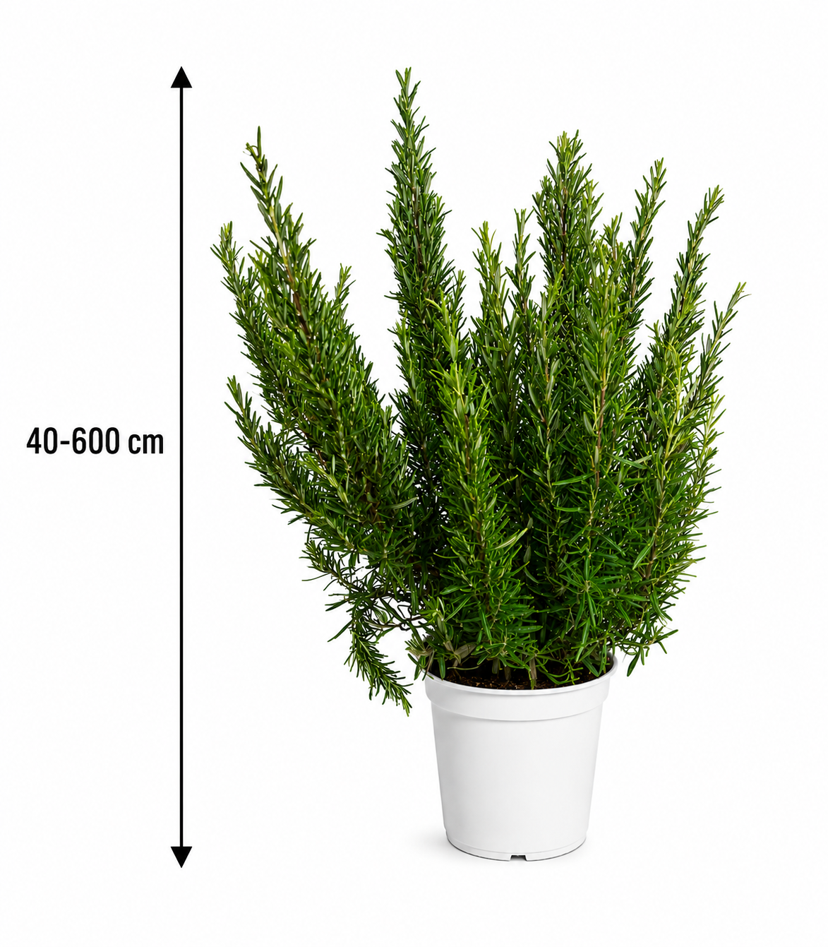XXL Rosmarin 40–60 cm – Echter Rosmarin (Salvia rosmarinus / Rosmarinus officinalis) Gewürzpflanze, Kräuterpflanze, mediterrane Küchenpflanze