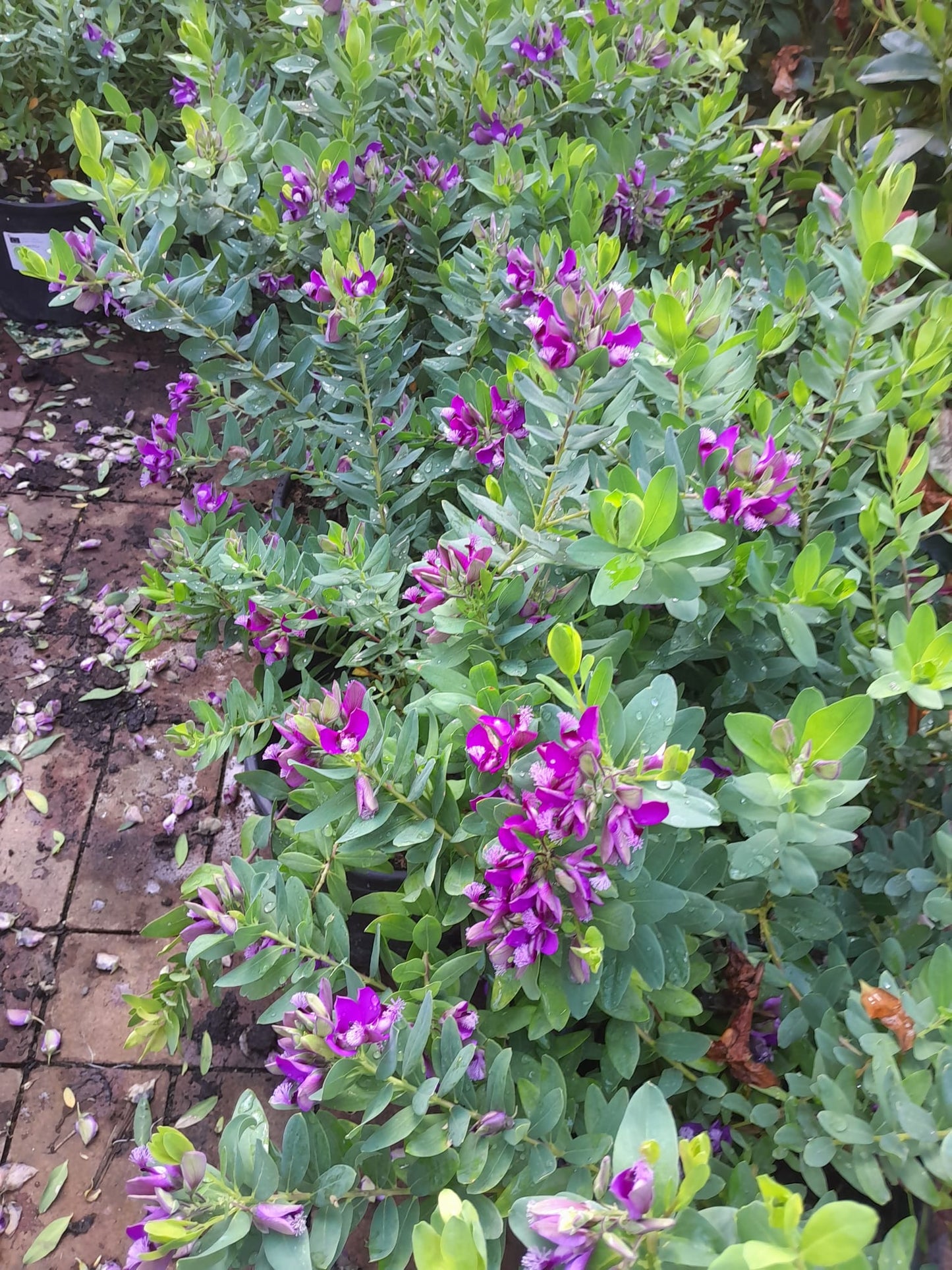 Polygala myrtifolia ca. 50 cm - Kreuzblume - mediterrane Pflanze - Flügelblume