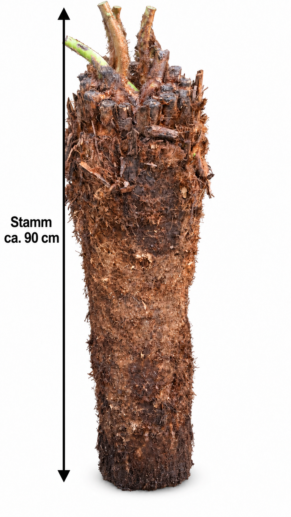Baumfarn Dicksonia antarctica – Australischer Taschenfarn, ca. 90 cm Stammhöhe