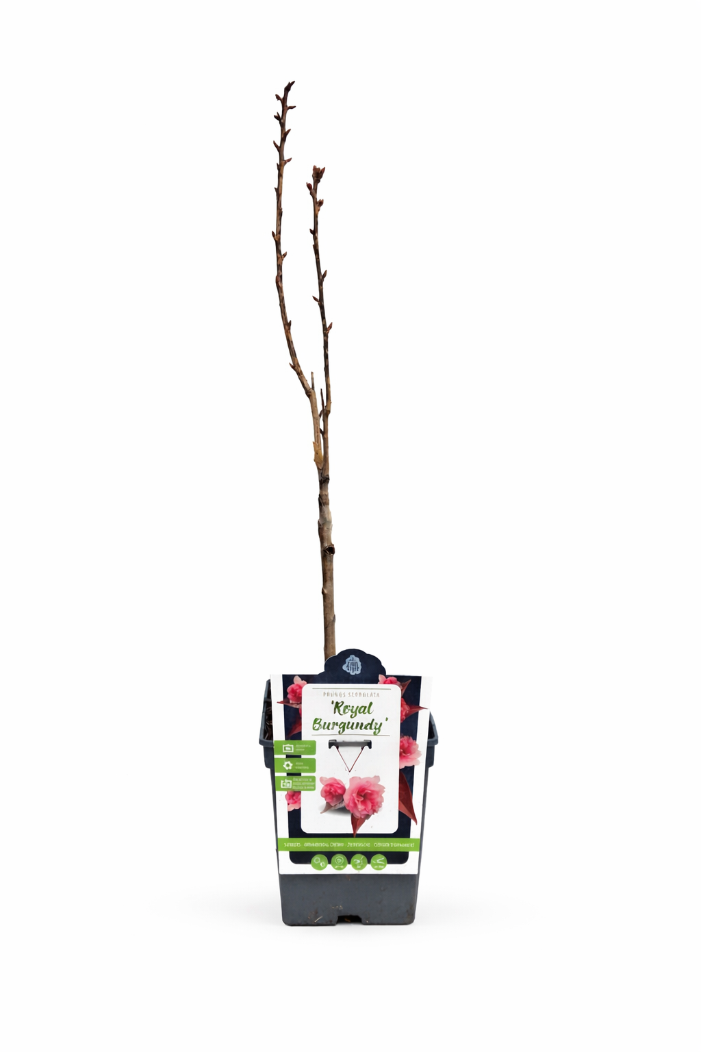 Japanische Zierkirsche Royal Burgundy 100–120 cm – Prunus serrulata rotlaubig Nelkenkirsche Sakura Baum