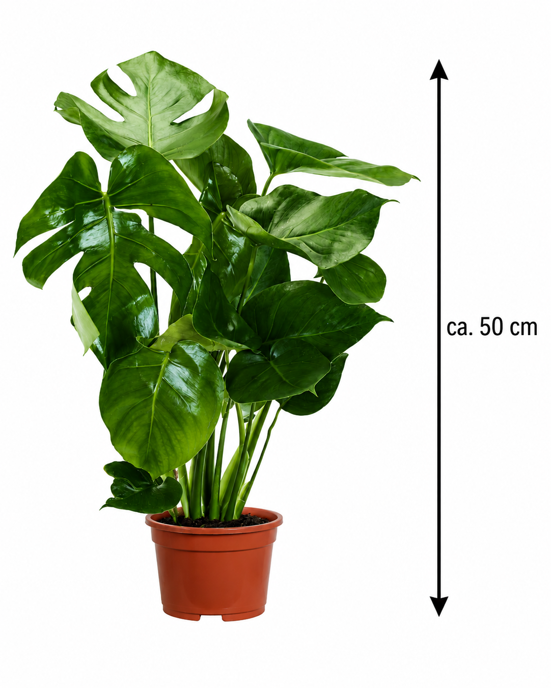 Monstera delicosa 50 cm Köstliches Fensterblatt