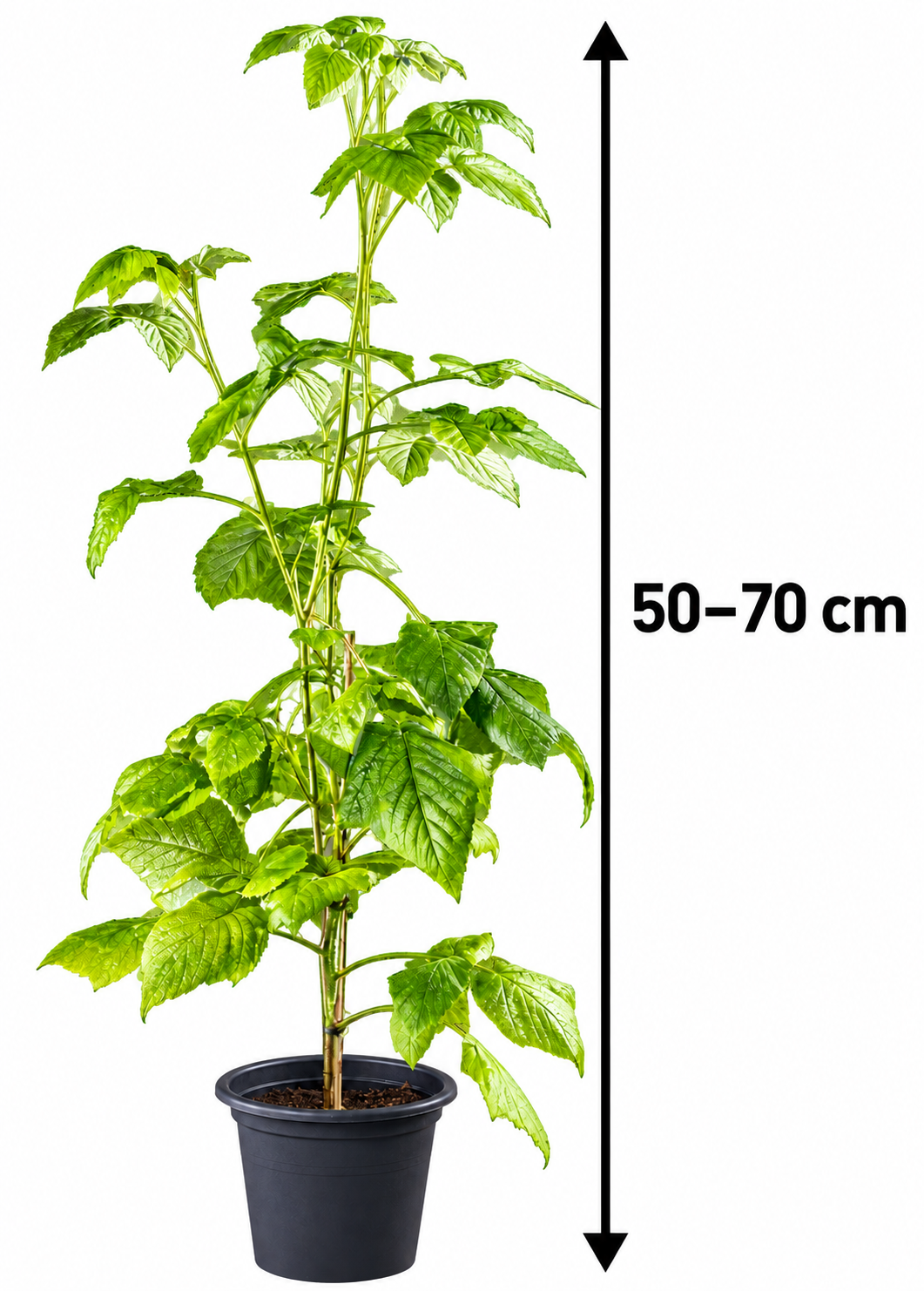 Himbeere ‘Valentina’ – Gelbe Sommerhimbeere | Rubus idaeus ‘Valentina’ | Beerenstrauch 50–70 cm im Topf