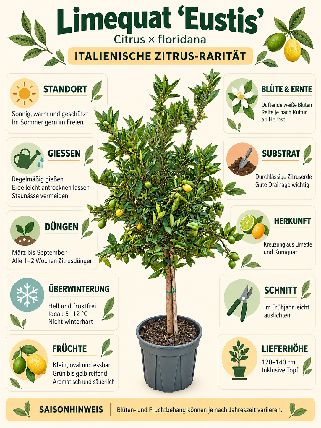 Italienische Limequat ‘Eustis’ 120–140 cm – Citrus floridana, Limetten-Kumquat für Terrasse & Wintergarten