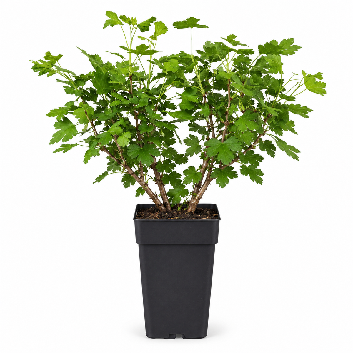 Grüne Stachelbeere ‘Hinnonmäki Grün’ 50–70 cm – Ribes uva-crispa, winterharter Beerenstrauch für Garten und Kübel