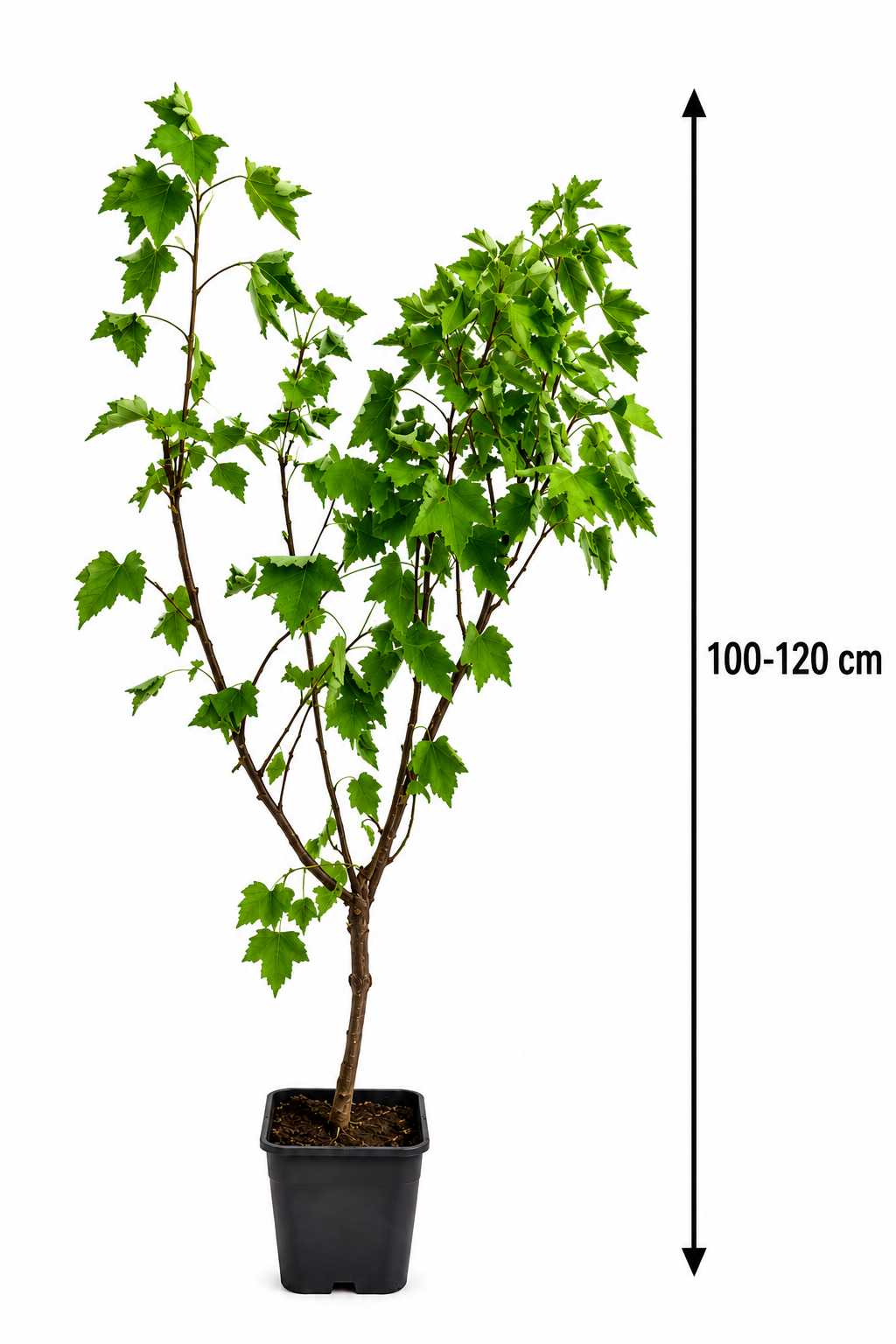 Rote Johannisbeere Ribes 120 cm rubrum 'Jonkheer van Tets' - Hochstamm - veredel