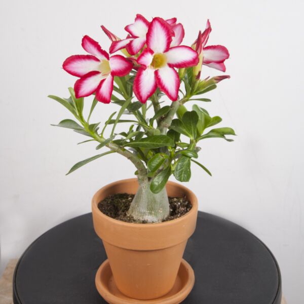 Adenium obesum - Wüstenrose - Topf 10,5cm - Höhe 25-40cm Zimmerpflanzen