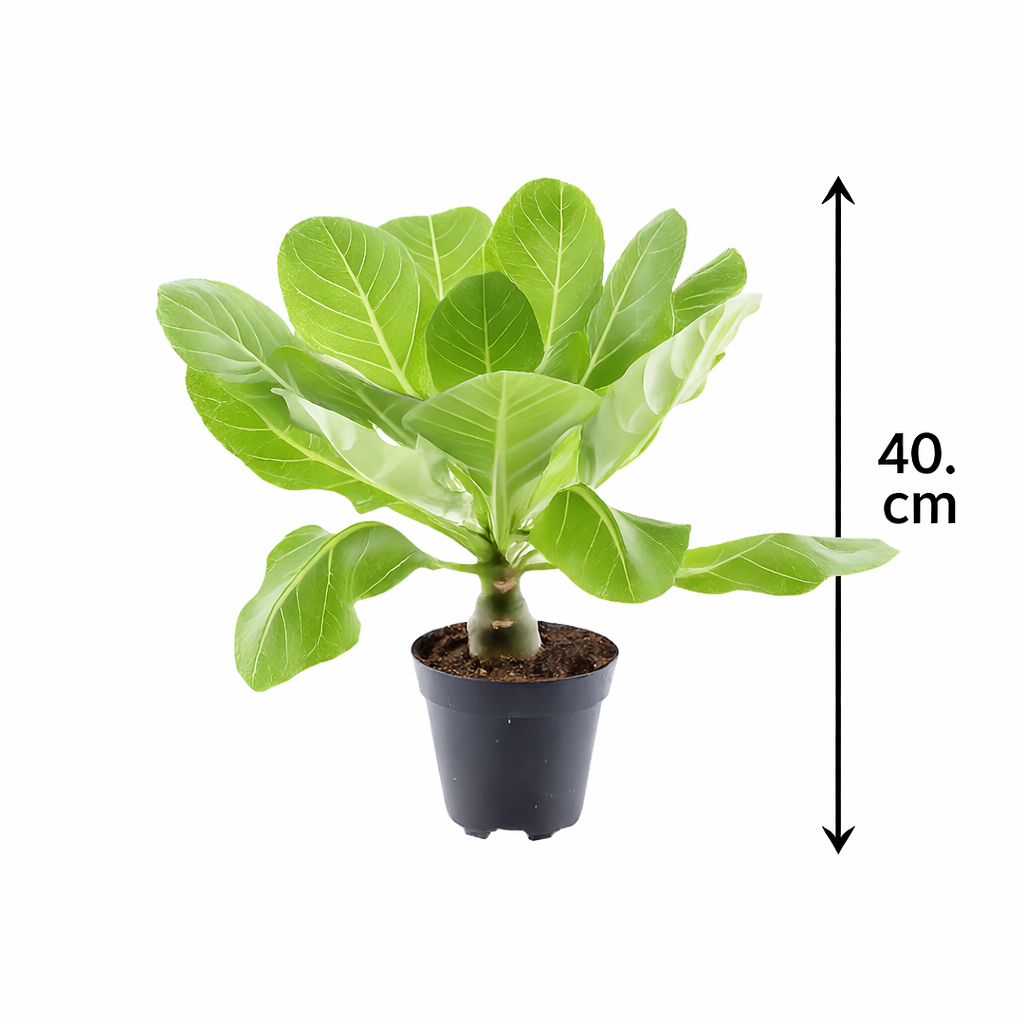 Hawaii Palme Brighamia Insignis ca 40 cm – Vulkanpalme Zimmerpflanze exotisch im 12 cm Topf