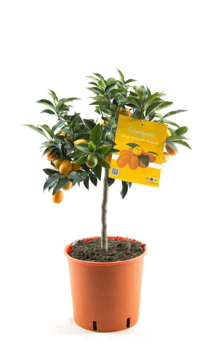 Kumquat Pflanze 70–80 cm – Fortunella margarita Zitrusbaum | Zwergorange Citrus Zimmerpflanze winterhart bedingt