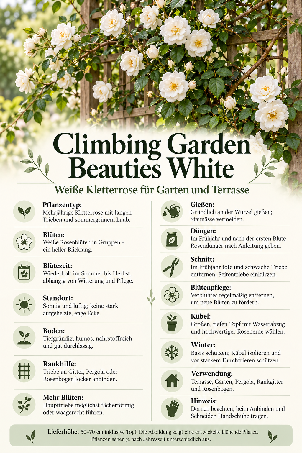 Weiße Kletterrose ‘Climbing Garden Beauties White’ – Rose für Garten, Terrasse & Kübel – 50–70 cm inkl. Topf