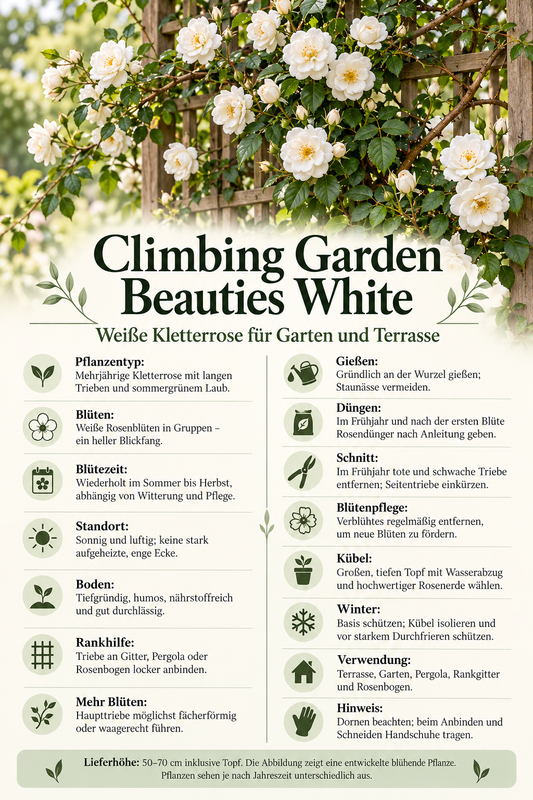 Weiße Kletterrose ‘Climbing Garden Beauties White’ – Rose für Garten, Terrasse & Kübel – 50–70 cm inkl. Topf