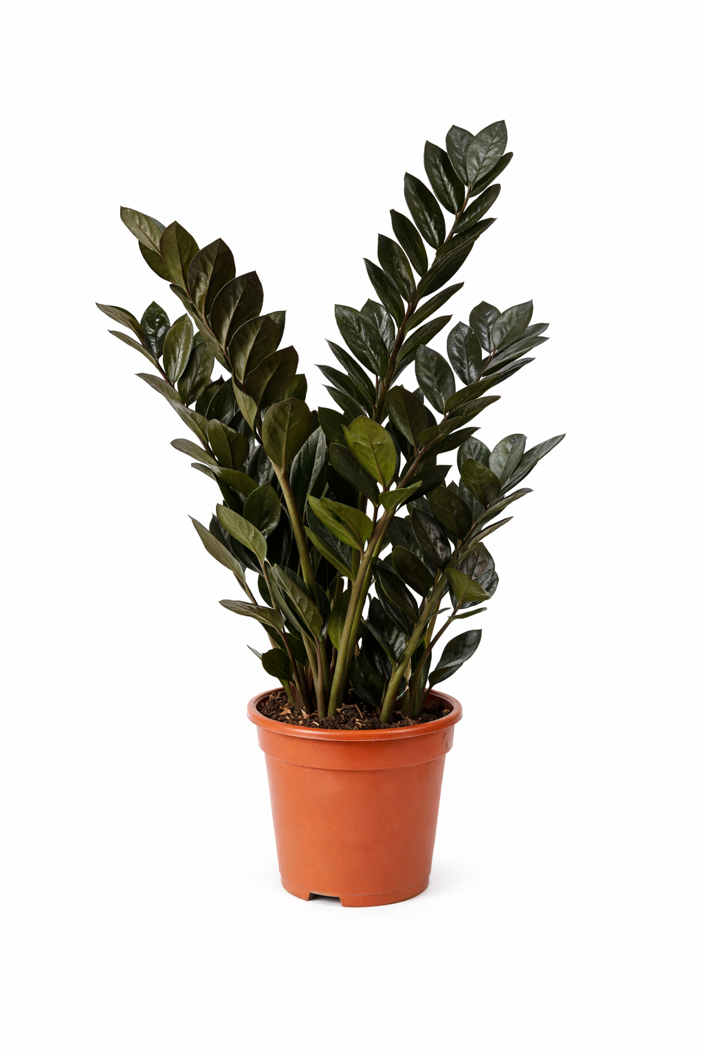 Zamioculcas Raven 80–100 cm – Schwarze Glücksfeder Zimmerpflanze | Zamioculcas zamiifolia Raven