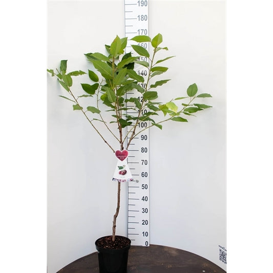 Prunus Rheinische Schattenmorelle 100-120 cm Zwergobstbaum Sauerkirsche