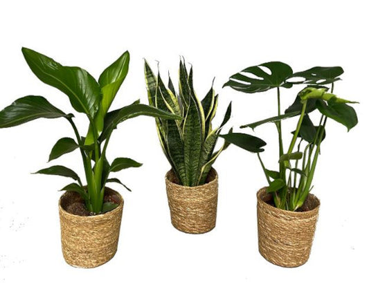 Luftreinigendes Pflanzenset im Korbtopf: Monstera, Strelitzia & Sansevieria für Ihr Zuhause