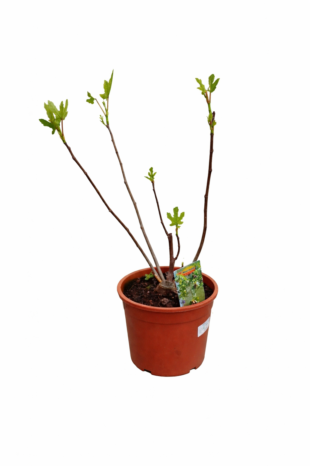 Ficus carica Bornholms Busch 50–70 cm – Winterharte Feige / Feigenbaum winterhart – Echte Feige für Garten & Balkon