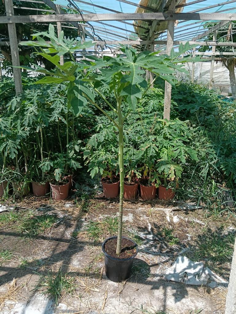 Papaya Pflanze „Bisexual“ – Exotischer Papayabaum 140–180 cm | Carica papaya Zimmerpflanze & Kübelpflanze