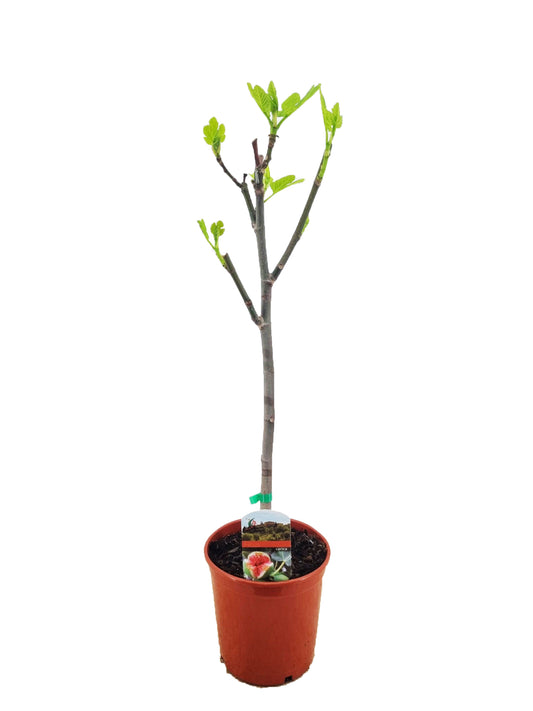 Feigenbaum Dalmatie 70-100 cm kräftiger Stamm - Ficus carica - Obstbaum - echte Feige - Winterhart
