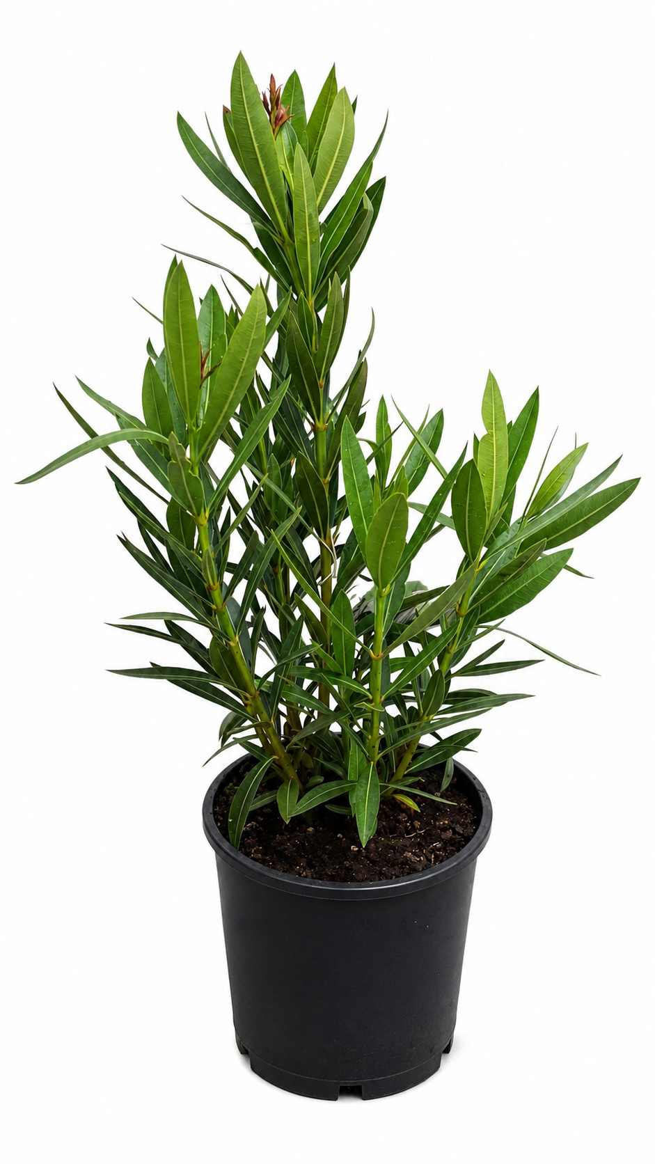 Nerium Oleander Rosa Semplice ca 80 cm Echter Oleander Rosa Mediterrane Kübelpflanze