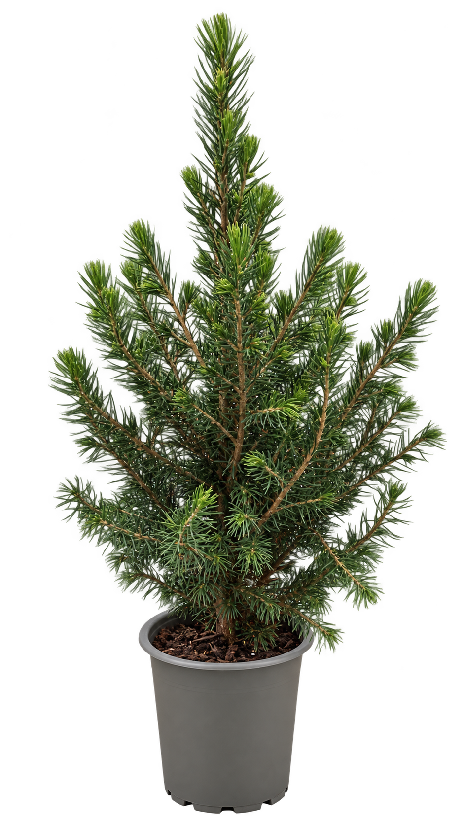 Zuckerhutfichte ‘Conica’ ca. 30 cm – Picea glauca, immergrüne Zwergfichte für Garten, Balkon & Kübel