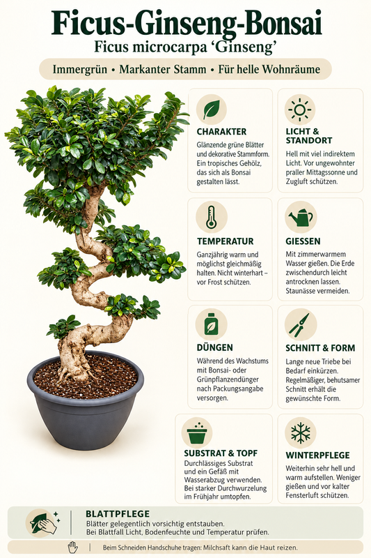 Ficus Ginseng in S-Form – Ficus microcarpa, Chinesische Feige, dekorative Zimmerpflanze – ca. 120 cm inkl. Topf