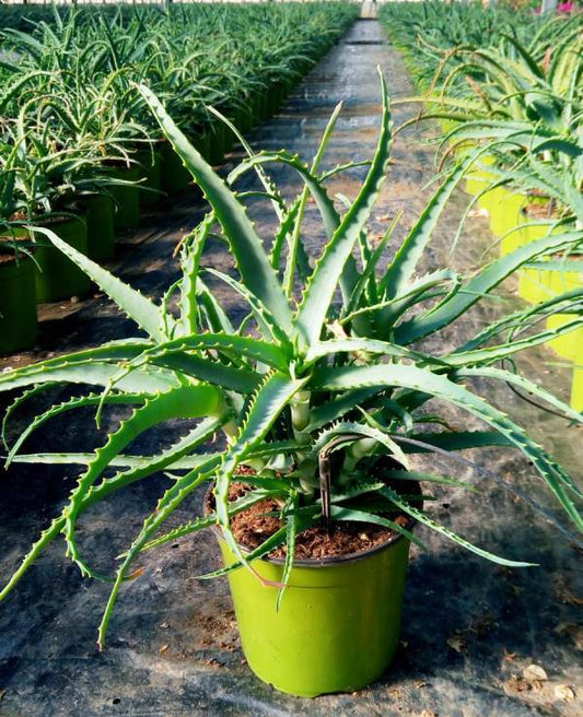 Aloe Arborescens  Baum Aloe - Heilpflanze