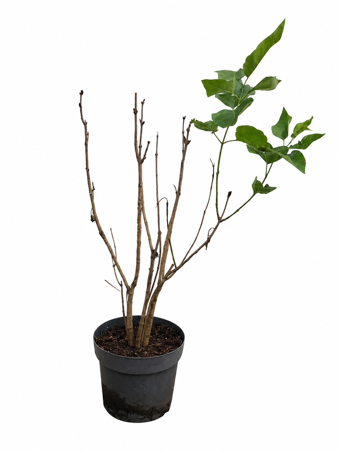 Syringa vulgaris Katharine Havemeyer Flieder ca. 100 cm Edel-Flieder Duftflieder Gartenpflanze