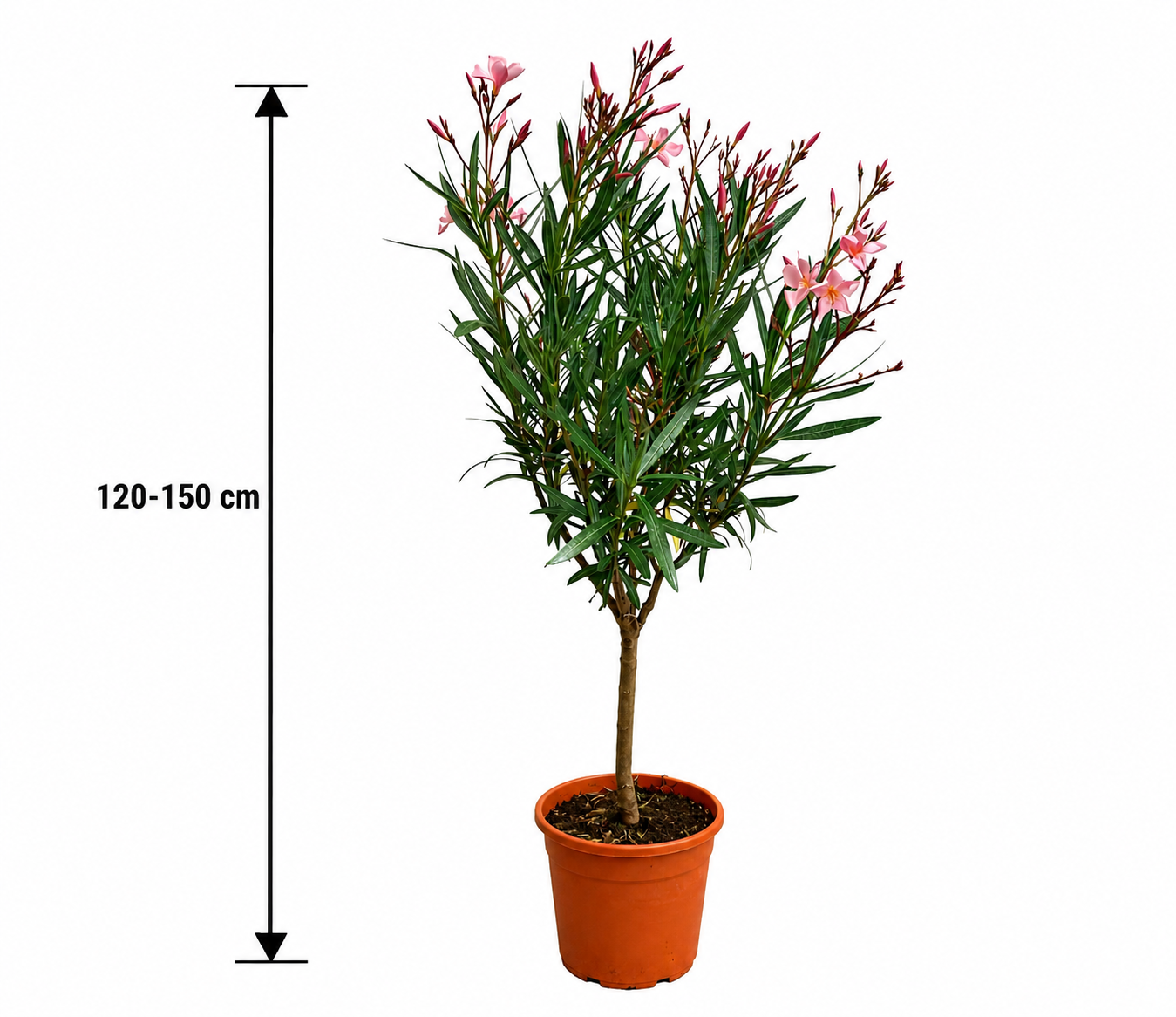 Oleander Stämmchen 'Soleil Levant' 120–150 cm – Nerium oleander Hochstamm mediterrane Kübelpflanze mit Blüten